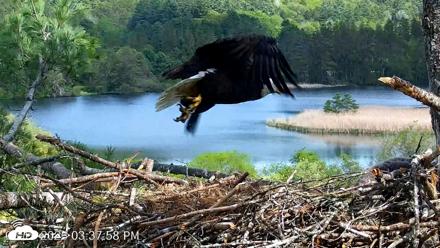 VINS Bald Eagles Nest Live Cams - May 19, 2026, 3:38pm EDT