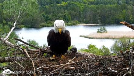 VINS Bald Eagles Nest Live Cams - May 21, 2026, 1:25pm EDT
