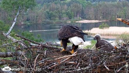 VINS Bald Eagles Nest Live Cams - May 18, 2026, 8:03pm EDT