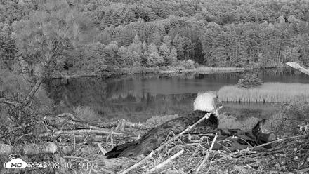VINS Bald Eagles Nest Live Cams - May 30, 2026, 8:41pm EDT