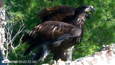 VINS Bald Eagles Nest Live Cams - Jul 26, 2026, 9:22am EDT