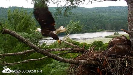 VINS Bald Eagles Nest Live Cams - Jul 15, 2026, 3:10pm EDT