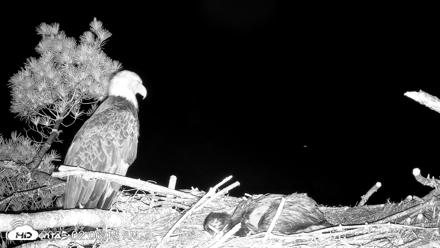 VINS Bald Eagles Nest Live Cams - Jun 12, 2026, 2:07am EDT