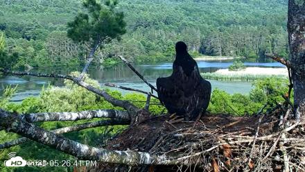 VINS Bald Eagles Nest Live Cams - Jul 1, 2026, 5:27pm EDT
