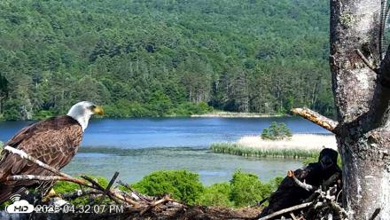 VINS Bald Eagles Nest Live Cams - Jun 14, 2026, 4:34pm EDT