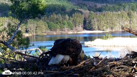 VINS Bald Eagles Nest Live Cams - Apr 26, 2026, 6:08pm EDT