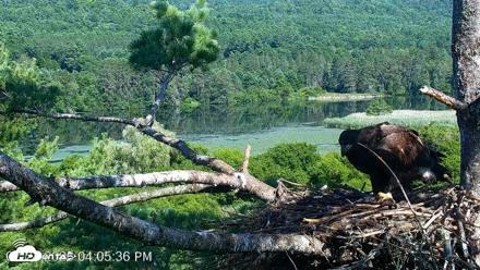 VINS Bald Eagles Nest Live Cams - Jul 24, 2026, 4:06pm EDT