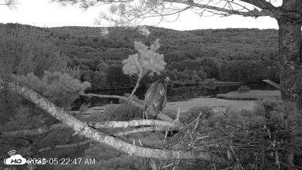VINS Bald Eagles Nest Live Cams - Jul 18, 2026, 5:23am EDT