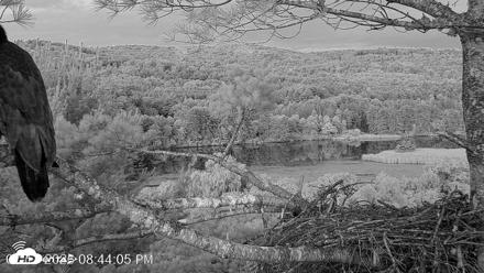 VINS Bald Eagles Nest Live Cams - Jul 13, 2026, 8:45pm EDT