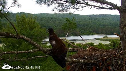 VINS Bald Eagles Nest Live Cams - Jul 3, 2026, 5:43pm EDT