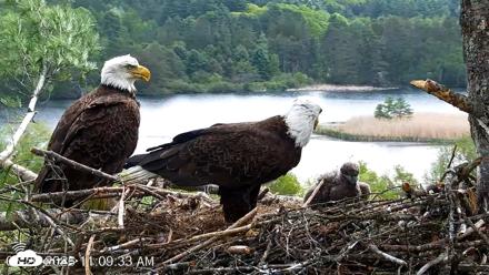 VINS Bald Eagles Nest Live Cams - May 20, 2026, 11:10am EDT