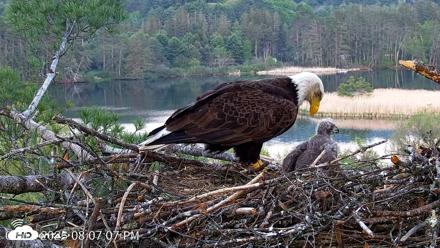VINS Bald Eagles Nest Live Cams - May 18, 2026, 8:08pm EDT