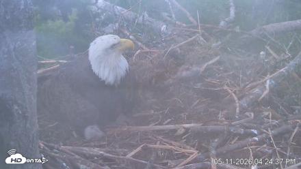 VINS Bald Eagles Nest Live Cams - May 11, 2026, 4:25pm EDT