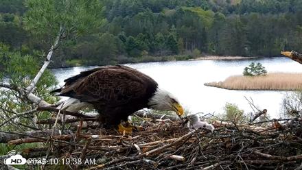 VINS Bald Eagles Nest Live Cams - May 8, 2026, 10:20am EDT