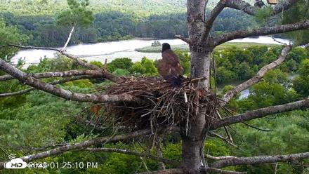 VINS Bald Eagles Nest Live Cams - Aug 11, 2026, 1:25pm EDT