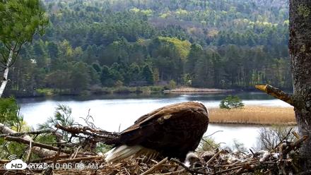 VINS Bald Eagles Nest Live Cams - May 5, 2026, 10:06am EDT