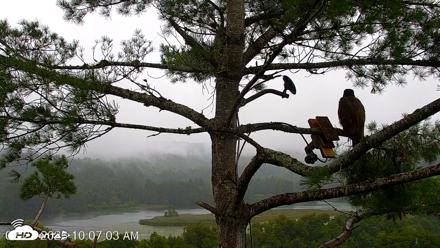 VINS Bald Eagles Nest Live Cams - Aug 23, 2026, 10:07am EDT