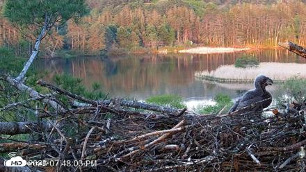 VINS Bald Eagles Nest Live Cams - May 18, 2026, 7:48pm EDT
