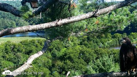 VINS Bald Eagles Nest Live Cams - Jul 23, 2026, 4:55pm EDT