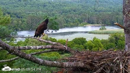VINS Bald Eagles Nest Live Cams - Jul 26, 2026, 5:10pm EDT