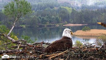 VINS Bald Eagles Nest Live Cams - May 9, 2026, 5:34pm EDT