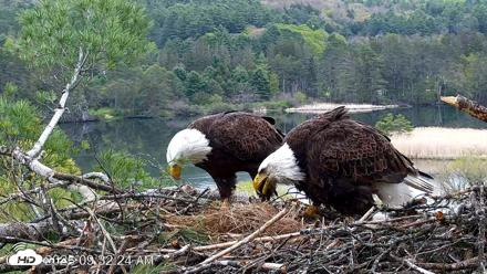 VINS Bald Eagles Nest Live Cams - May 13, 2026, 9:33am EDT