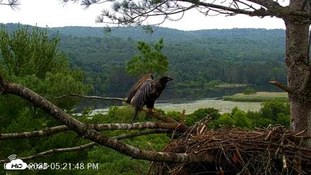 VINS Bald Eagles Nest Live Cams - Jul 16, 2026, 5:22pm EDT