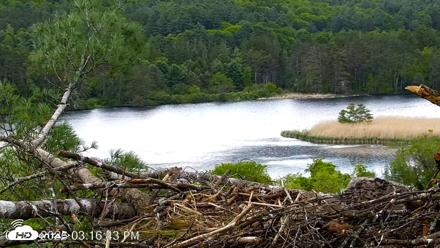 VINS Bald Eagles Nest Live Cams - May 28, 2026, 3:17pm EDT