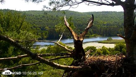 VINS Bald Eagles Nest Live Cams - Jul 17, 2026, 10:57am EDT