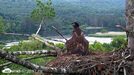 VINS Bald Eagles Nest Live Cams - Jul 1, 2026, 7:24pm EDT