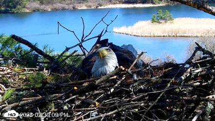 VINS Bald Eagles Nest Live Cams - Apr 17, 2026, 2:39pm EDT