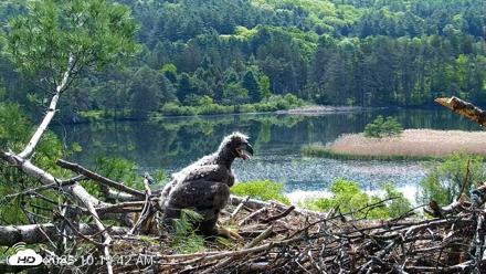 VINS Bald Eagles Nest Live Cams - May 23, 2026, 10:20am EDT
