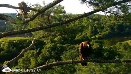 VINS Bald Eagles Nest Live Cams - Jul 23, 2026, 7:11am EDT