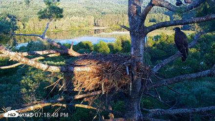 VINS Bald Eagles Nest Live Cams - Aug 13, 2026, 7:19pm EDT