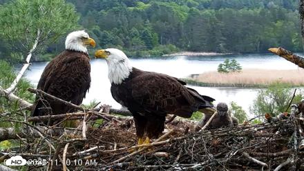 VINS Bald Eagles Nest Live Cams - May 20, 2026, 11:10am EDT