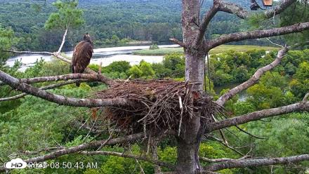 VINS Bald Eagles Nest Live Cams - Aug 17, 2026, 8:52am EDT