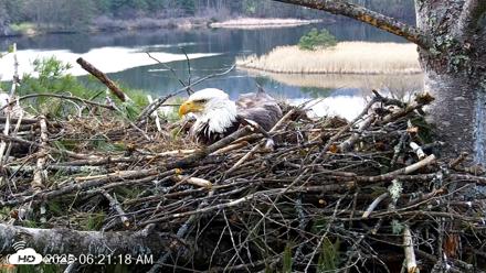 VINS Bald Eagles Nest Live Cams - Apr 22, 2026, 6:21am EDT