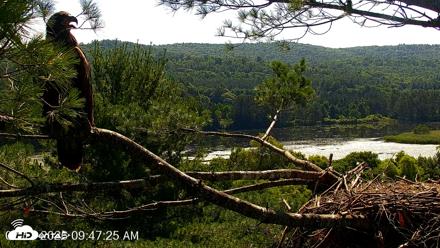 VINS Bald Eagles Nest Live Cams - Jul 17, 2026, 9:48am EDT