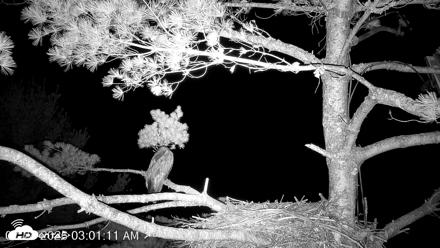 VINS Bald Eagles Nest Live Cams - Jul 24, 2026, 3:02am EDT
