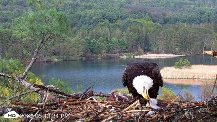 VINS Bald Eagles Nest Live Cams - May 5, 2026, 5:14pm EDT