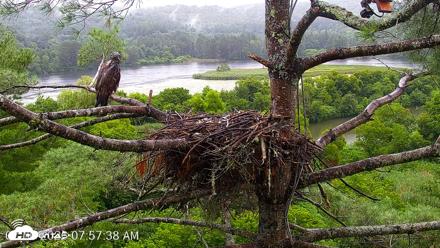 VINS Bald Eagles Nest Live Cams - Jul 30, 2026, 7:58am EDT