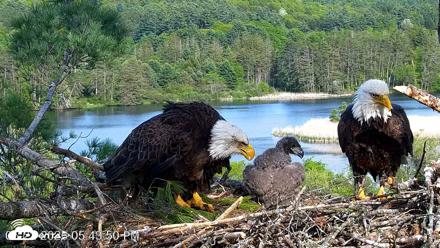 VINS Bald Eagles Nest Live Cams - May 22, 2026, 5:44pm EDT