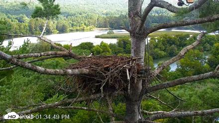 VINS Bald Eagles Nest Live Cams - Aug 24, 2026, 1:35pm EDT