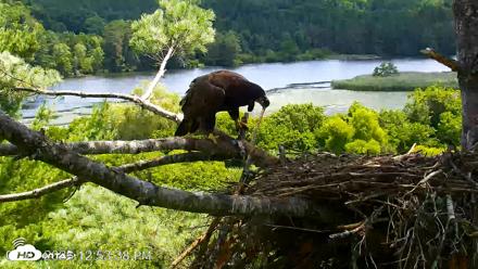VINS Bald Eagles Nest Live Cams - Jul 23, 2026, 12:54pm EDT