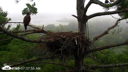 VINS Bald Eagles Nest Live Cams - Aug 15, 2026, 7:38am EDT