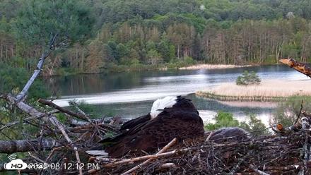VINS Bald Eagles Nest Live Cams - May 21, 2026, 8:13pm EDT
