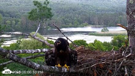 VINS Bald Eagles Nest Live Cams - Jul 2, 2026, 6:06pm EDT