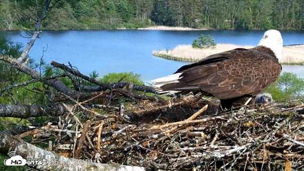 VINS Bald Eagles Nest Live Cams - May 19, 2026, 5:15pm EDT
