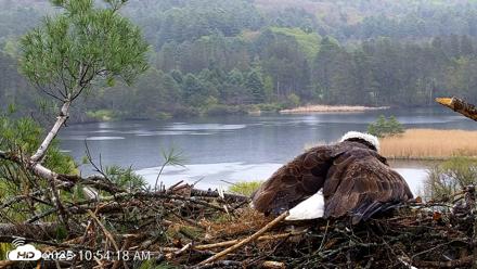 VINS Bald Eagles Nest Live Cams - May 13, 2026, 10:55am EDT