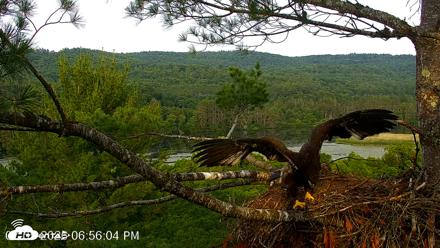 VINS Bald Eagles Nest Live Cams - Jul 5, 2026, 6:57pm EDT